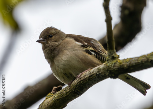 Chaffinch (Fringilla coelebs) - Widespread across Europe, Asia, and North Africa