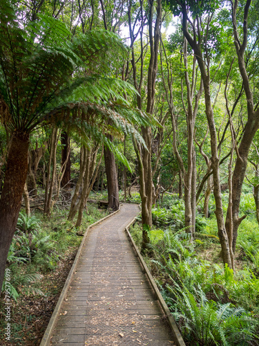 Lush vegetation and giant ferns in Lilly Pilly Gully Circuit trail photo