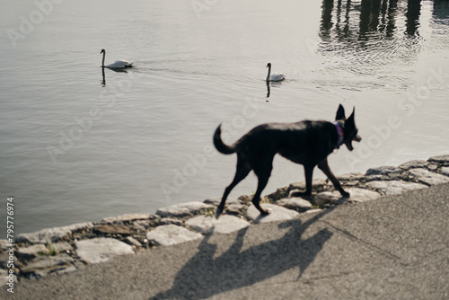 Black mongrel dog walking on Danube River embankment on warm spring morning. A cute mutt is traveling around Europe. Belgrade, Serbia, Zemun district. Wild white swans are swimming behind.