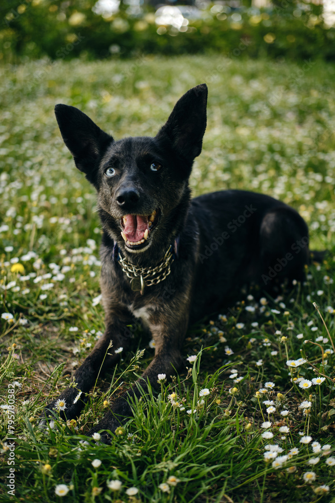 A beautiful blue-eyed black dog poses in a spring park lying in a meadow with wildflowers. A greeting card with a pet and flowers. A cute merle-colored mongrel is walking outside. A beautiful blue-eyed black dog poses in a spring park lying in a meadow with wildflowers. A greeting card with a pet and flowers. A cute merle-colored mongrel is walking outside.