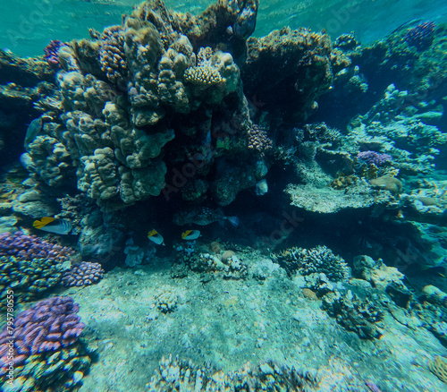 Underwater view of coral reef with fish at Egypt.