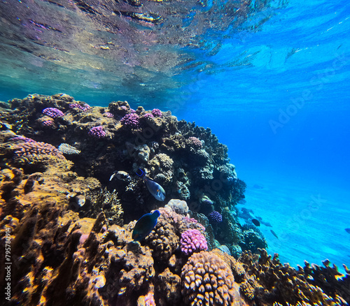 Underwater view of coral reef in Red Sea. Egypt, Africa