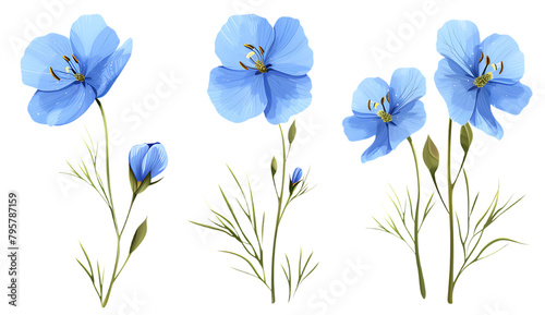  Set of blue flower flax isolated on a white background