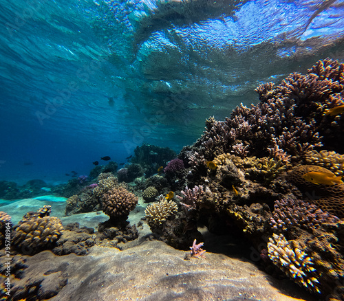 Underwater view of coral reef with hard corals and tropical fish