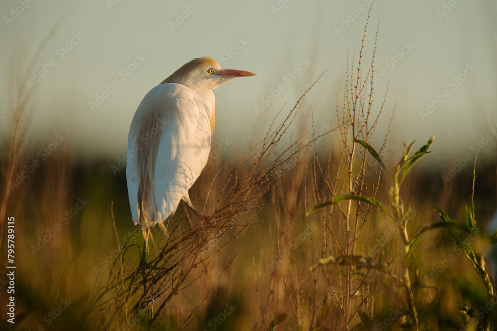 Serene cattle egret in natural grassland at dusk Serene cattle egret in natural grassland at dusk