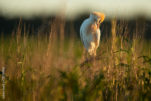 Serene cattle egret in golden sunlight photo