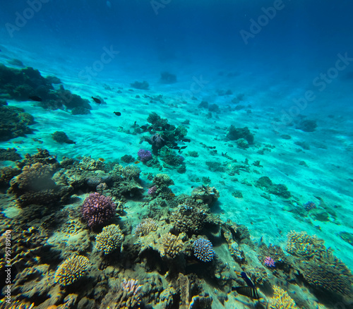 Underwater view of the coral reef, Egypt. Natural background © Jaroslava