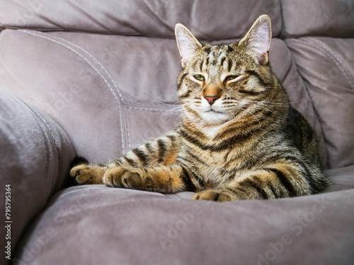 Cute brown color tabby cat relaxing on a sofa after busy day. Nice home pet on a leather couch.