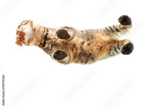 Tabby cat eating food. View from bottom up on a glass surface. Copy space. Pet feeding time. Unusual angle of view.