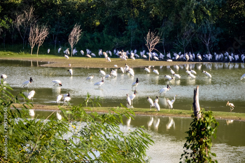 Tuiuiu-lago-6