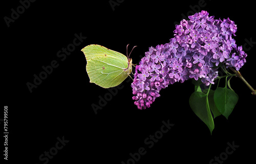 bright yellow butterfly on lilac flowers in dew drops isolated on black. brimstones butterfly. copy space