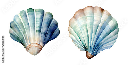 Sea ​​shell, sea, watercolor clipart illustration with isolated background.