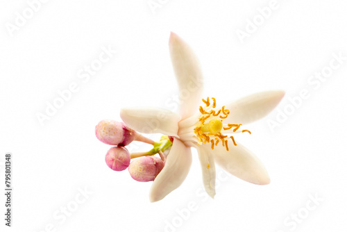 Lemon flower isolated on wh...