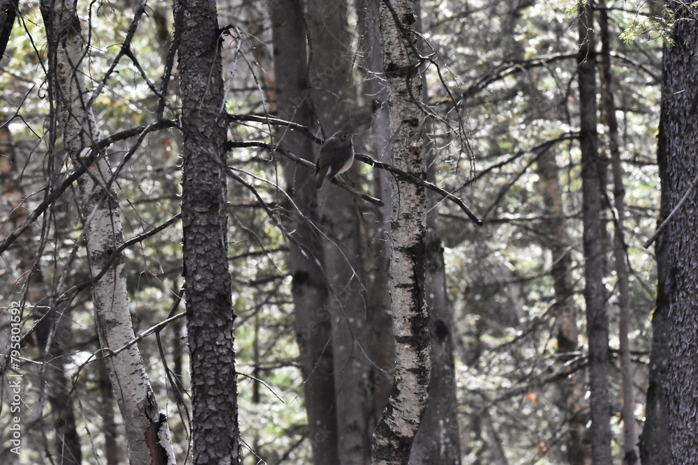 La Plaine 25 Avril 2024