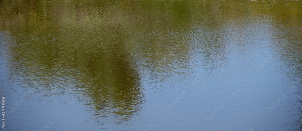 Tree and plants reflecting in wetlands water Tree and plants reflecting in wetlands water