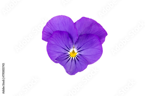 Pansy flower isolated on white background clipping path included. Spring garden viola tricolor