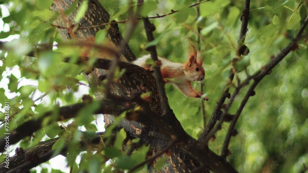 Cute and nimble red-haired squirrel is climbing up the branches of a tall green tree. It looks like she's searching for some food. Medium shot. Slow motion. Cute and nimble red-haired squirrel is climbing up the branches of a tall green tree. It looks like she's searching for some food. Medium shot. Slow motion.