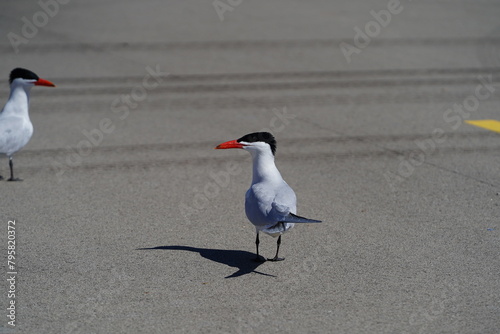 Two Hydroprogne Caspia Caspian Tern birds hanging out on a parking lot basking in the sun. photo