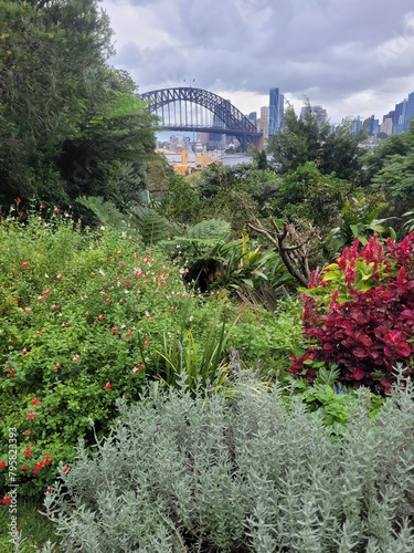 Photography Sydney harbour bridge in the background of a native plant garden on a cloudy overcast day