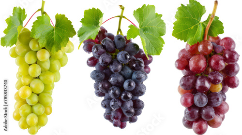 Grapes collection on a transparent background.