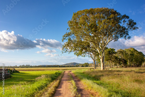 A rural track near Tolga  Queensland  winds through vast countryside  flanked by a solitary gumtree  epitomizing the serene beauty of the Outback.