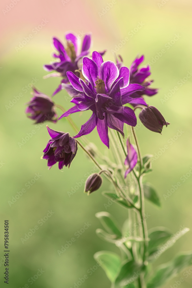 Columbine, orliki ogrodowe. Wiosenne piękne fioletowe kwiaty Columbine, orliki ogrodowe. Wiosenne piękne fioletowe kwiaty