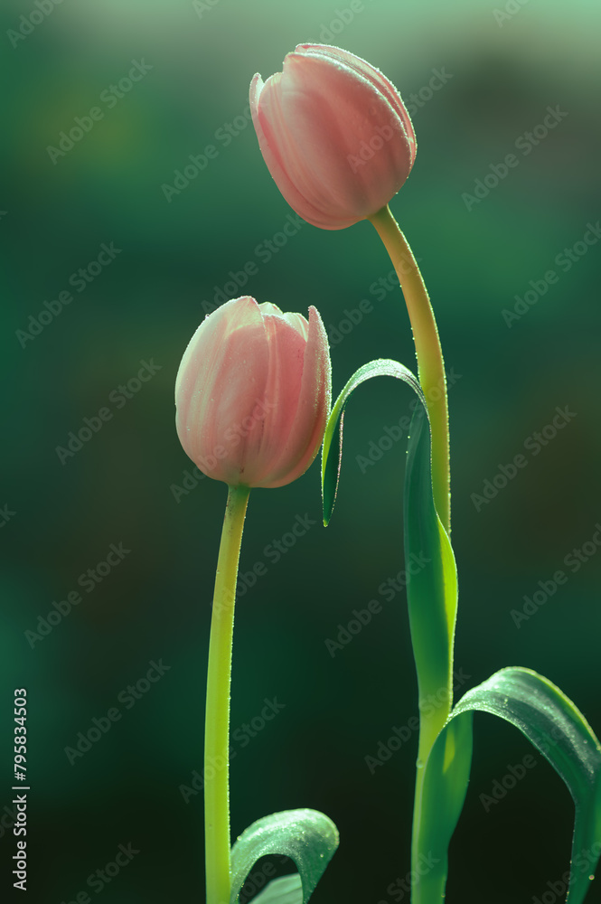 Obraz premium Wiosna, różowe tulipany, zielone tło. Tapeta kwiaty