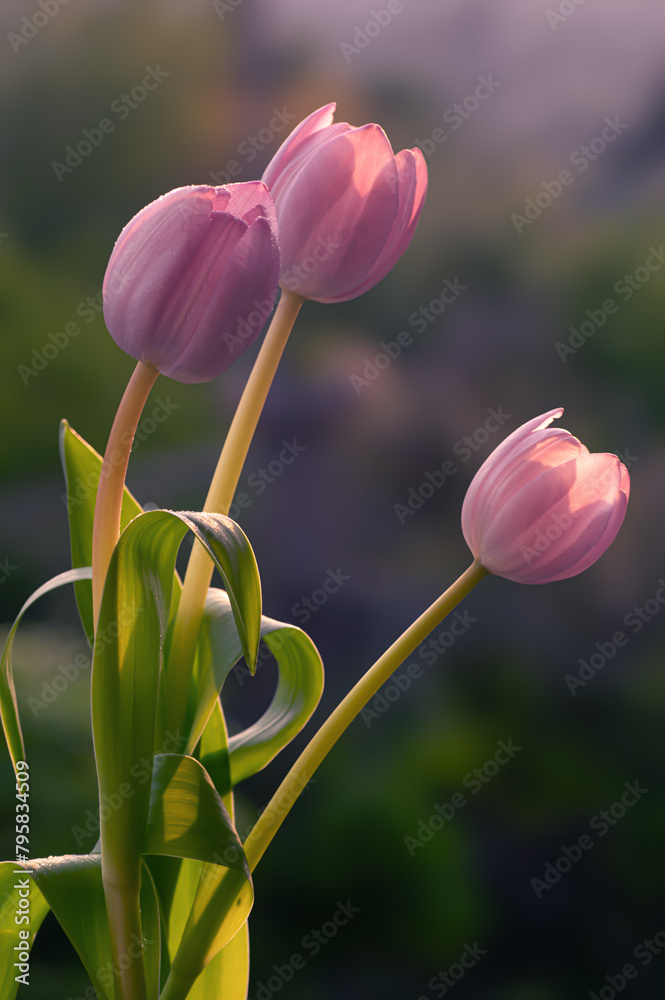 Obraz premium Wiosna, różowe tulipany. Tapeta kwiaty