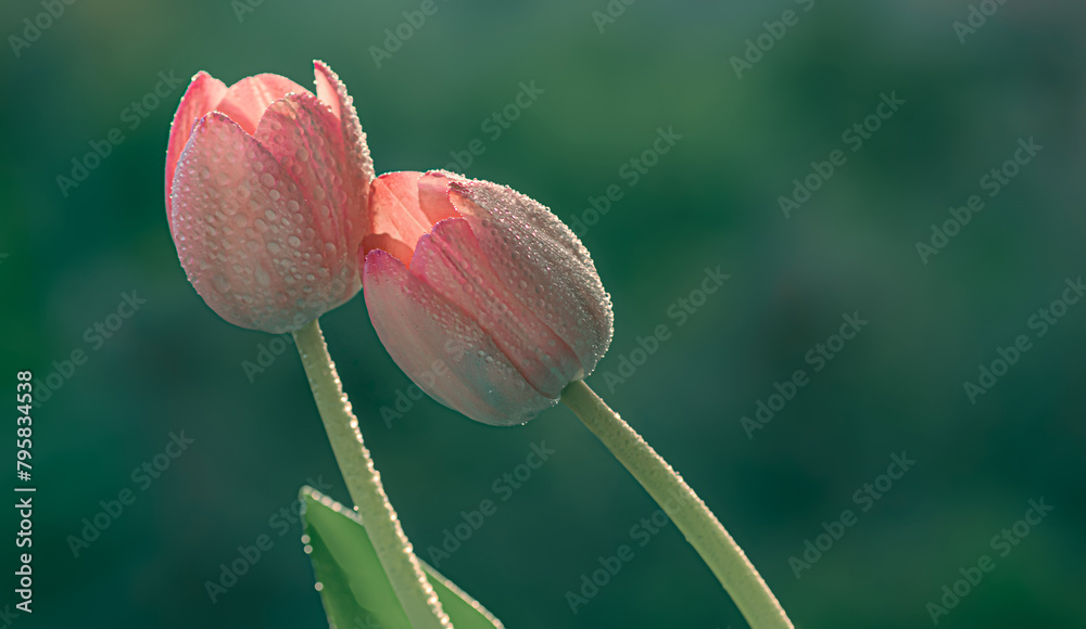 Naklejka premium Wiosna, różowe tulipany., zielone tło. Tapeta kwiaty