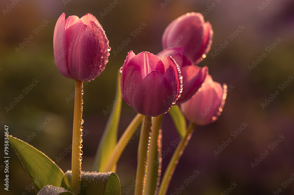 Fototapeta premium Wiosna, różowe tulipany. Tapeta kwiaty