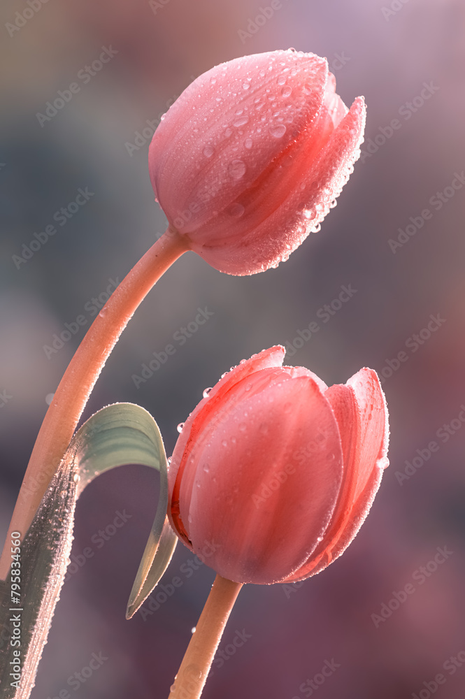 Fototapeta premium Wiosna, różowe tulipany w kroplach rosy. Makro kwiaty