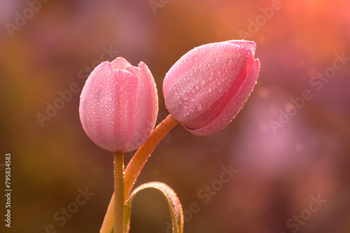 Wiosna, różowe tulipany, krople rosy. Tapeta kwiaty © Iwona