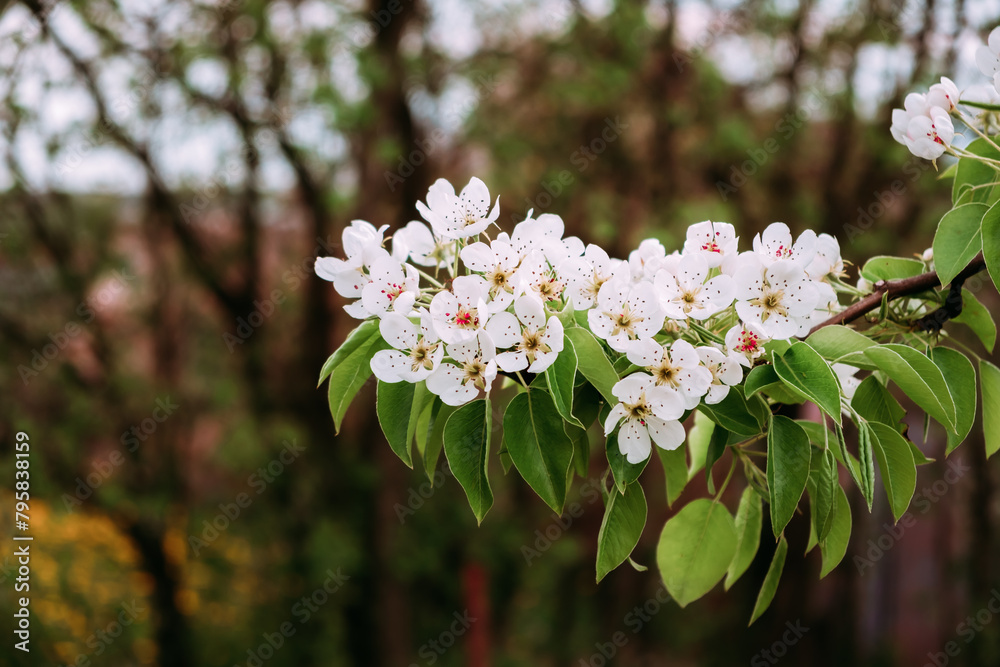 White flowers of blossoming pear tree. Close-up. Springtime. April and May. Garden plant. Beauty of nature. Garden details. 4K video footage. Healthy fruit branch. Cloudy weather. Blurred background White flowers of blossoming pear tree. Close-up. Springtime. April and May. Garden plant. Beauty of nature. Garden details. 4K video footage. Healthy fruit branch. Cloudy weather. Blurred background