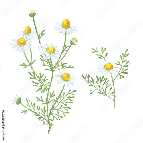 Chamomile drawing. Camomile flower bouquet isolated on a white background. Botanical sketch of medical herb for label, herbal tisane tea packaging, poster. Hand drawn illustration