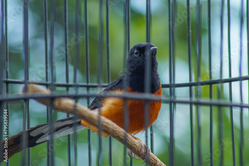 close-up view of magpie in a cage photo