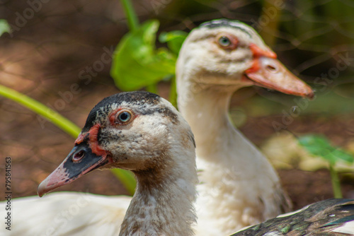 entok or mentok (Cairina moschata) in the backyard. The Muscovy or Barbary, is the domesticated form of the wild Muscovy duck photo