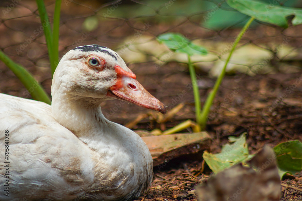 entok or mentok (Cairina moschata) in the backyard. The Muscovy or Barbary, is the domesticated form of the wild Muscovy duck entok or mentok (Cairina moschata) in the backyard. The Muscovy or Barbary, is the domesticated form of the wild Muscovy duck