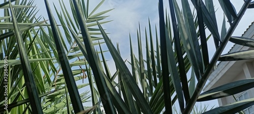 palm tree leaf midrib during the day photo