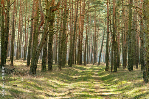 Fototapeta Naklejka Na Ścianę i Meble -  A pine forest in Brandenburg, Germany, showcases towering trees amidst tranquil surroundings, offering a serene escape into nature's embrace.