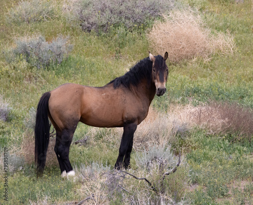 horse in the field