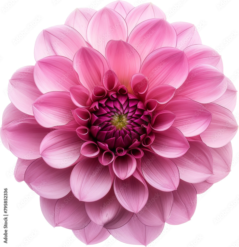 Pink dahlia flower with detailed petals