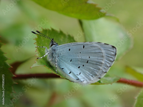 The holly blue butterfly (Celastrina argiolus), male resting on a rose plant on a cool morning photo