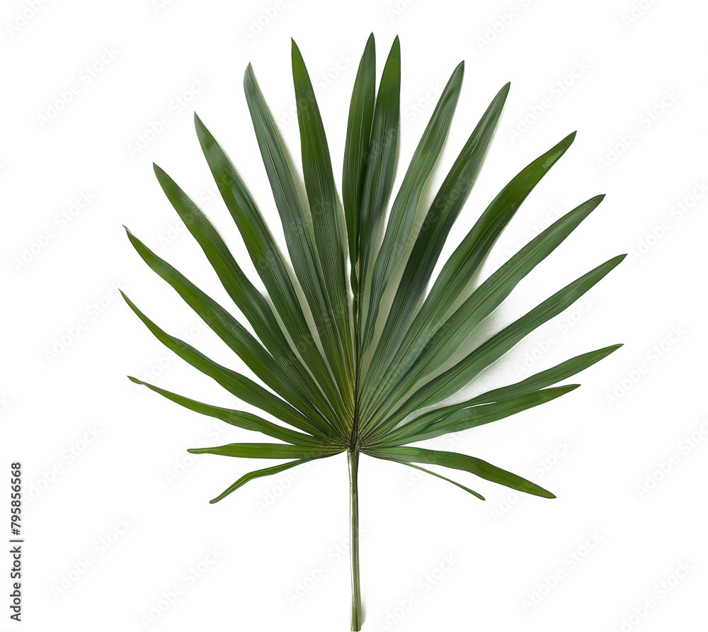 Obraz premium Single green palm leaf