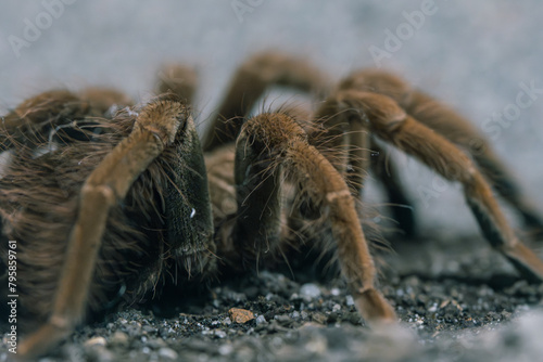 A macro photograph capturing the intricate details of a tarantula's hairy legs and body on the ground