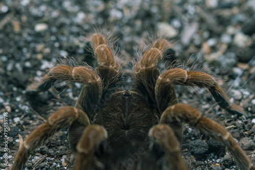 A tarantula's detailed texture and form are highlighted in this close-up ground-level shot