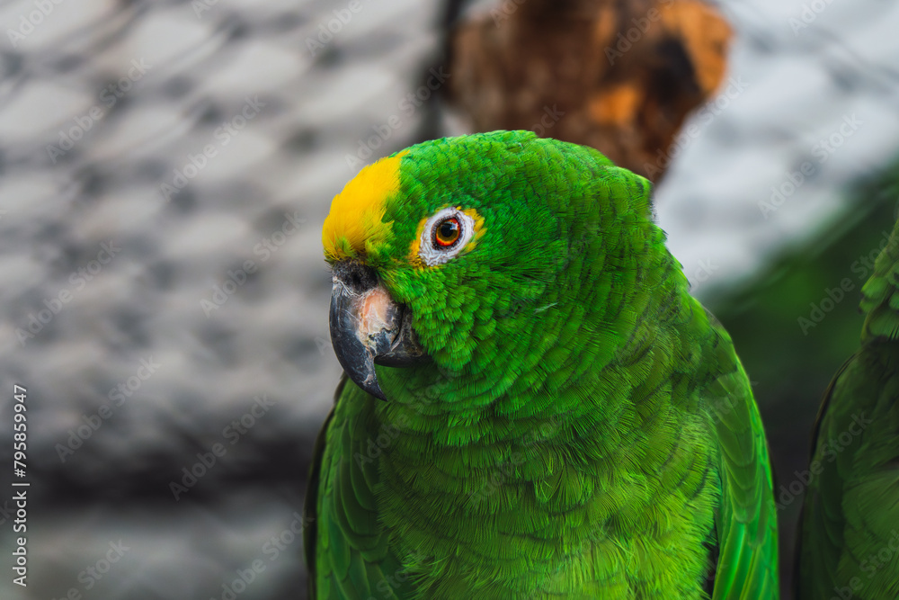 A vivid green parrot perched, looking intently