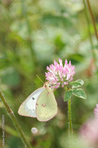 Clouded Sulphur, Colias philodicem, nectaring on clover photo