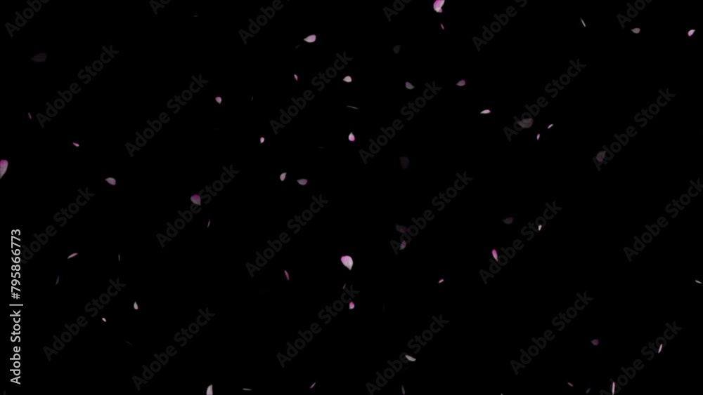 Pink cherry petals. Realistic falling blossoms. Louts pink petals falling down on black background,
Animation of falling cherry blossom petals, rose petals or pink cherry blossoms blizzard flying