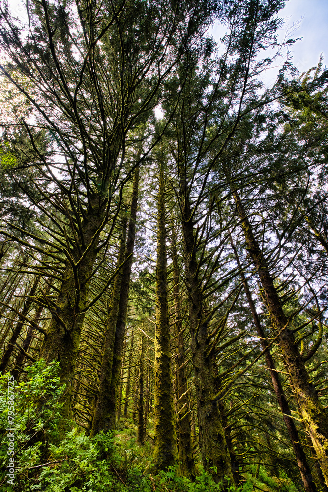 Fototapeta premium Mossy Tree 1