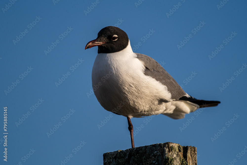Obraz premium Laughing Gull standing in Post using One Leg
